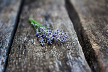 Lavanta küçük buket