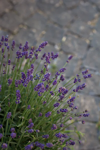 Flores de lavanda — Fotografia de Stock