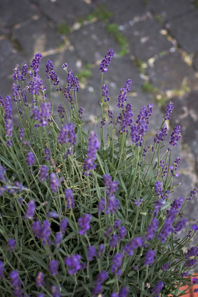 Flores de lavanda —  Fotos de Stock