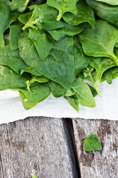 Bunch spinach leaves — Stock Photo, Image