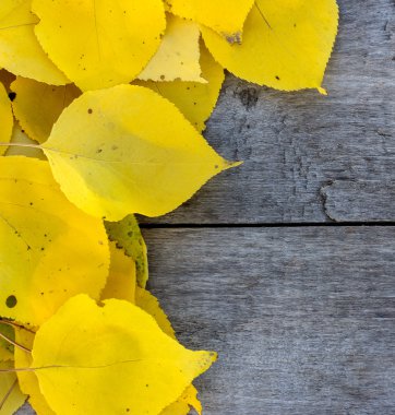 Sarı sonbahar yaprakları