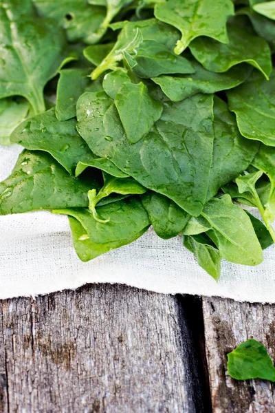 Bunch spinach leaves — Stock Photo, Image