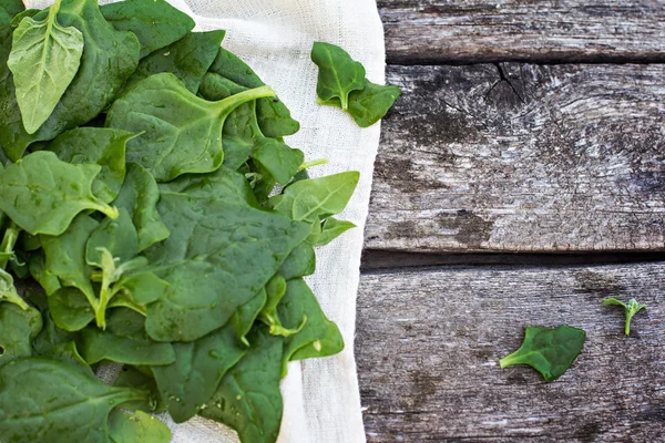 Foglie di spinaci — Foto Stock