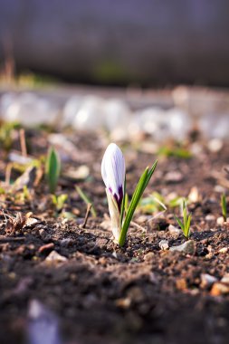 çiğdem çiçek büyüyen