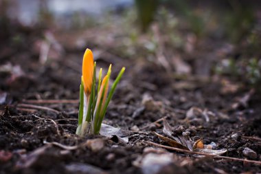 çiğdem çiçek büyüyen