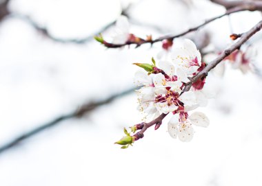Kayısı ağacı çiçek.