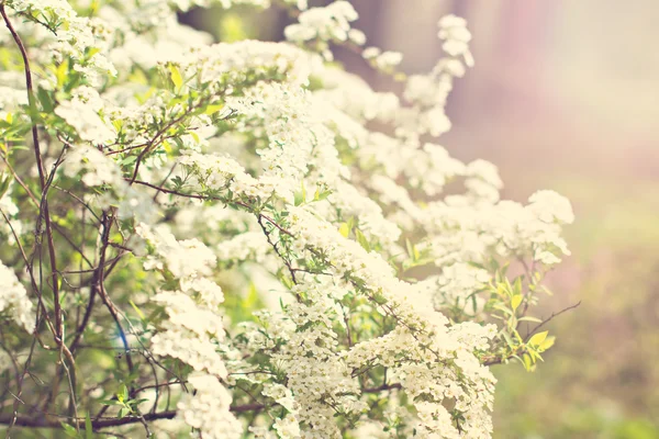 Beautiful white flowering — Stock Photo, Image