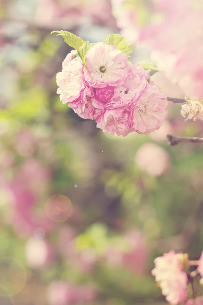 Sakura tree flowers — Stock Photo, Image