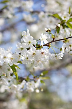Bir dalda kiraz çiçekleri