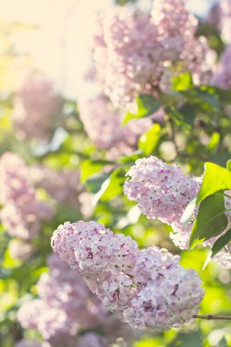 Bahar leylak çiçekleri