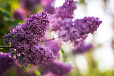 Bahar leylak çiçekleri