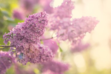 Bahar leylak çiçekleri