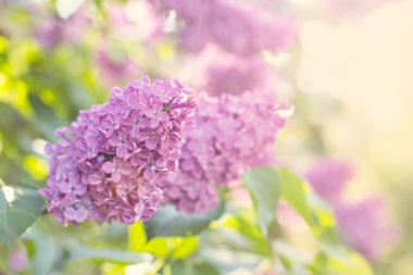 Bahar leylak çiçekleri