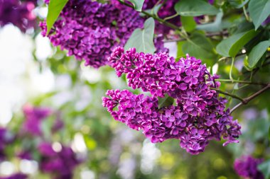 Bahar leylak çiçekleri