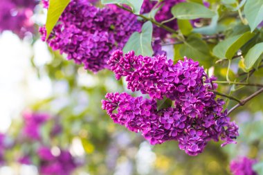 Bahar leylak çiçekleri