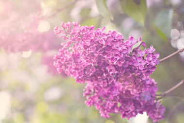 Bahar leylak çiçekleri