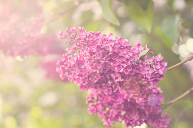 Bahar leylak çiçekleri