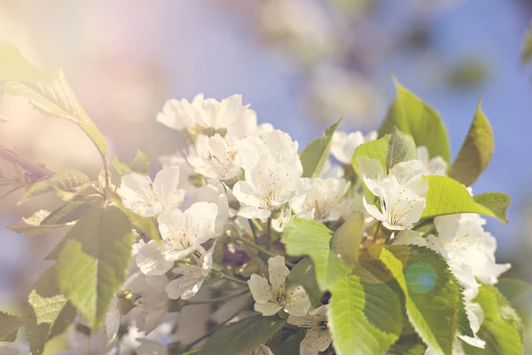 Άνθη κερασιάς σε κλαδί — Φωτογραφία Αρχείου