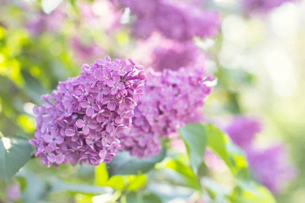 Spring lilac flowers — Stock Photo, Image