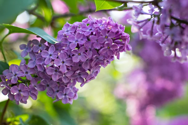 Spring lilac flowers — Stock Photo, Image