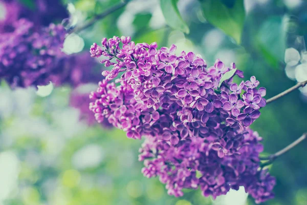 Bahar leylak çiçekleri