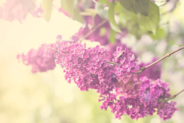 Lente lila bloemen — Stockfoto