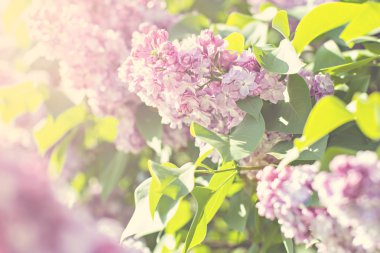 Bahar leylak çiçekleri