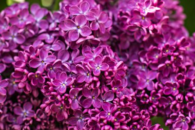 Pring eflatun çiçekler