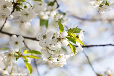 Bir dalda kiraz çiçekleri