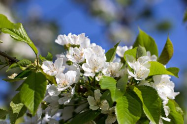 Bir dalda kiraz çiçekleri