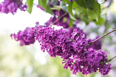 Bahar eflatun ile yeşil şube