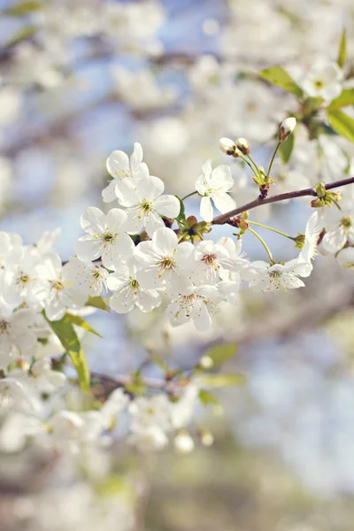 Bir dalda kiraz çiçekleri