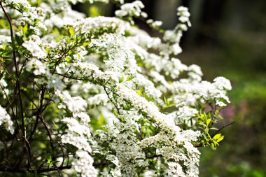 Güzel beyaz çiçekli