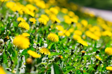 güzel sarı karahindiba çiçekler