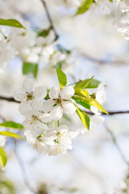 Bir dalda kiraz çiçekleri