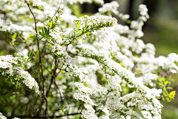 Piękny biały kwitnienia — Zdjęcie stockowe