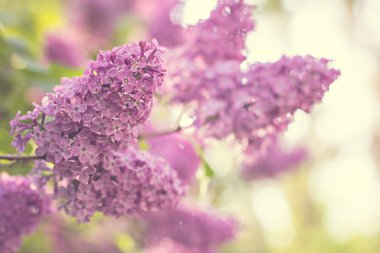 Bahar eflatun ile yeşil şube