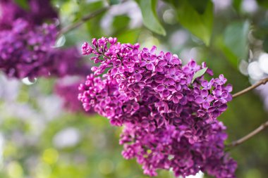 Bahar eflatun ile yeşil şube