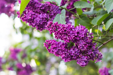 Bahar eflatun ile yeşil şube