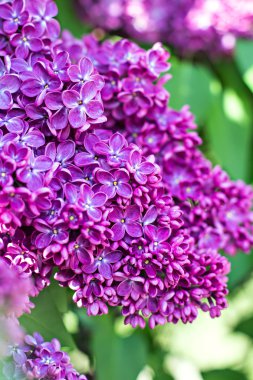 Bahar eflatun ile yeşil şube