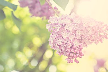 Bahar leylak çiçekleri