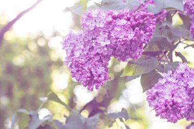 Bahar leylak çiçekleri