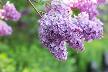 Bahar leylak çiçekleri