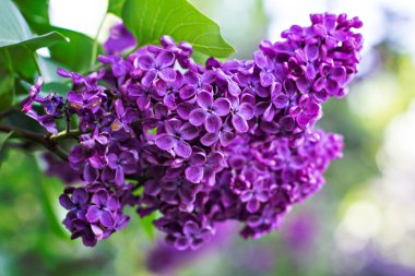 Bahar leylak çiçekleri