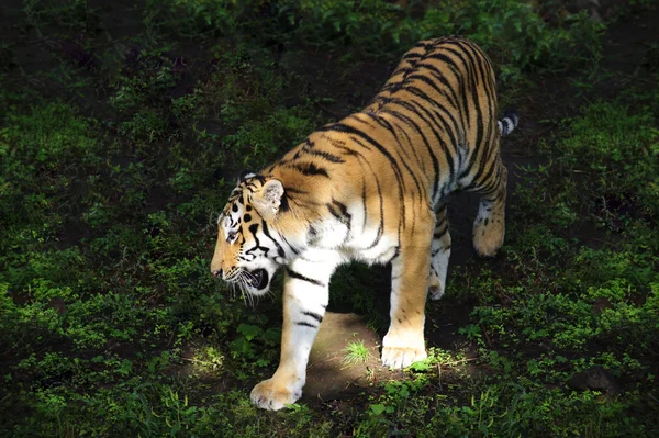 Amur tiger — Stock Photo, Image