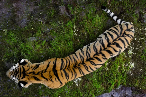 Ussuriyrsky tiger — Stock Photo, Image