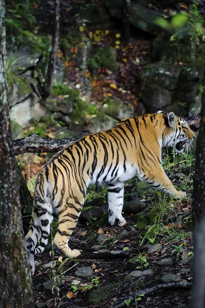 Ussuriyrsky tigre Imágenes de stock libres de derechos