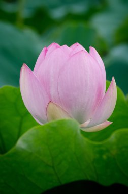 Yaz aylarında pembe Lotus