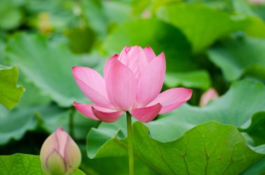 Yaz aylarında pembe Lotus