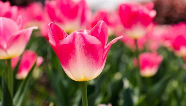 Tulipan różowy — Zdjęcie stockowe